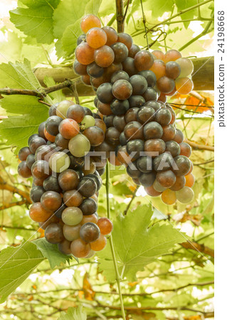 ripening grape clusters on the vine 24198668
