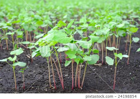 發芽後的函館秋蕎麥麵 24198854