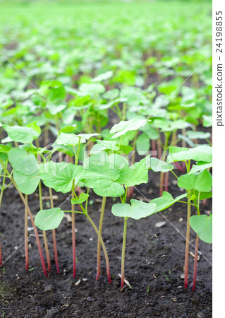 發芽後的函館秋蕎麥麵 24198855