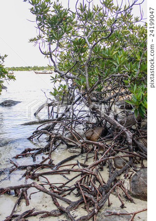 Stone sweeps sea mobile, Ko Kham, Chonburi, Easter 24199047