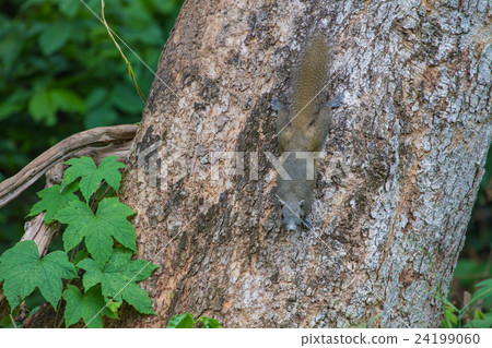 squirrel in the tropical forests squirrel in the tropical forests 24199060