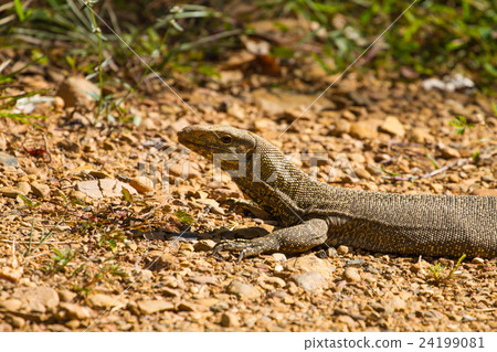 Bengal Monitor Lizard in the forest 24199081
