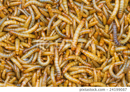 Close up Meal worms Close up Meal worms 24199087