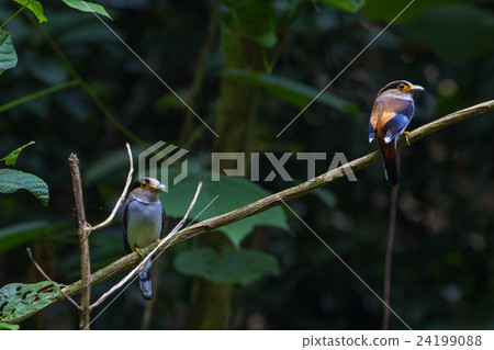 colorful bird Silver-breasted broadbil 24199088