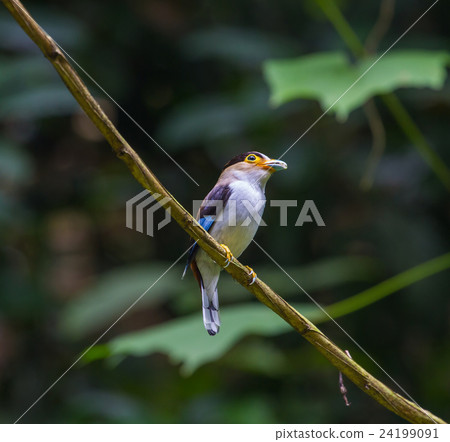 colorful bird Silver-breasted broadbil 24199091