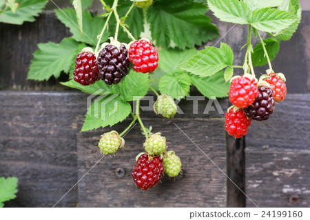 Strawberry at the harvest time attracted to the fence 24199160