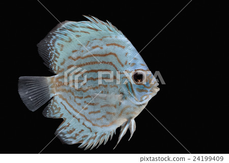 Pompadour (Discus) fish with copy space Pompadour (Discus) fish with copy space 24199409