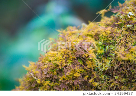 Moss on a tree in the forest 24199457