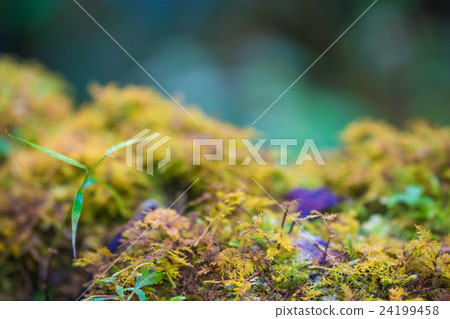 Leaf on Moss on tree background Leaf on Moss on tree background 24199458