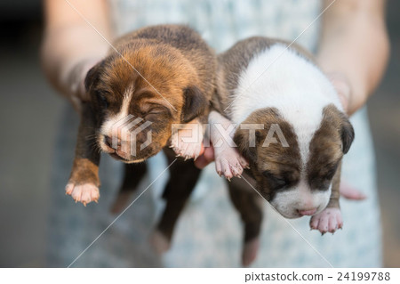 pitbull puppy dog pitbull puppy dog 24199788