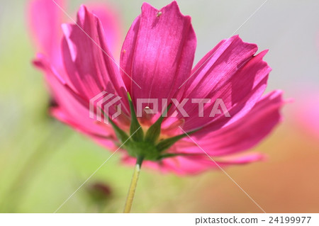 The back of pink cosmos blooming in a flowerbed 24199977