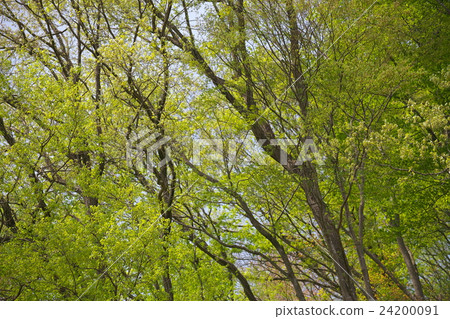 Fresh green Fresh green 24200091