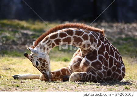 [Amidimerin for sitting children] 24200103