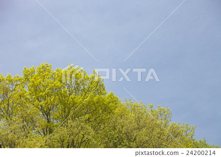 Fresh green Fresh green 24200214