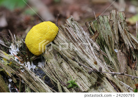 Slime mould - inedible mushroom 24200793