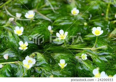 Mei flower algae (baikamo) 24200933
