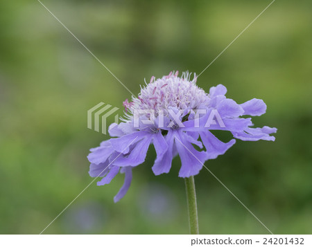 Pine wilt native to the field Pine wilt native to the field 24201432