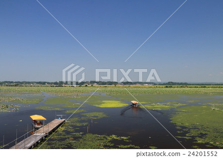 伊豆沼的節日 伊豆沼的節日 24201552