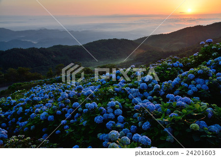 繡球花高地繡球花（渡島縣佐野海峽小川原高原） 24201603