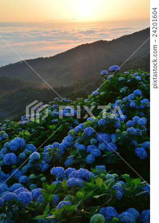 繡球花高地繡球花（大川原高原的島島縣佐野cheo）（垂直） 24201604