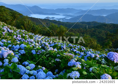 繡球花高地繡球花（渡島縣佐野海峽小川原高原） 24201605