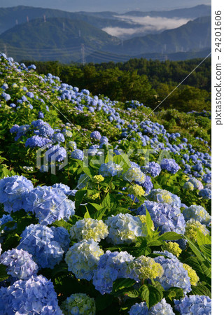 繡球花高地繡球花 大川原高原的島島縣佐野cheo 垂直 照片素材 圖片 圖庫