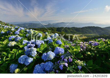 Hydrangea Highland (Ogawara Plateau, Sasakauchi Tokushima Prefecture) 24201609