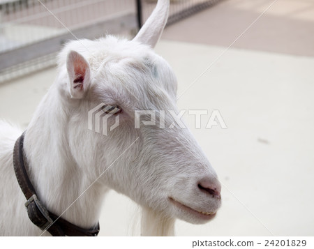 The profile of a goat 24201829