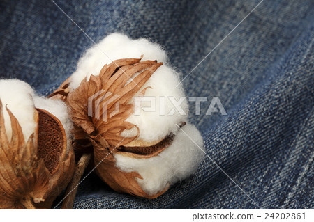 Cotton / cotton 24202861