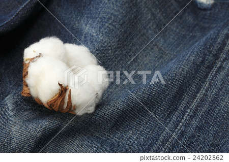 棉/棉 24202862