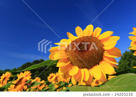 Sunflower 553 Sunflower 553 24203238