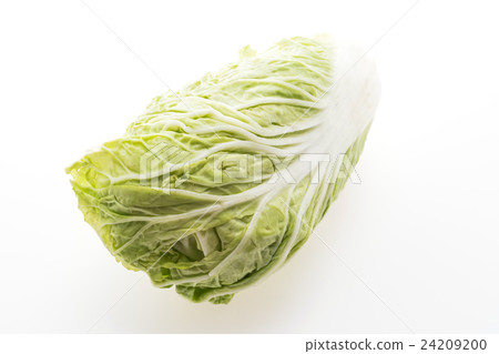 White lettuce or White cabbage White lettuce or White cabbage 24209200