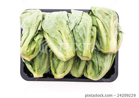 Brussel sprout Brussel sprout 24209229