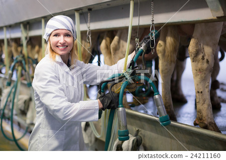 Female farmer in barn with cow milking machines Female farmer in barn with cow milking machines 24211160