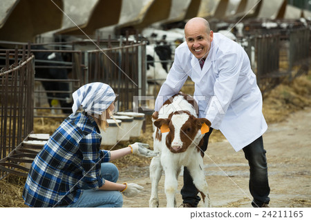 Farm workers with young cattle in cowhouse . 24211165