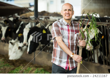 Farmer feeding cows with grass in farm. 24211167