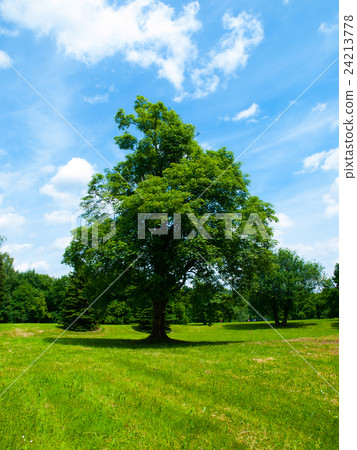 Big tree in the summer time 24213778