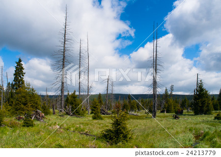 Dead trees in the middle of Great Jizera Plain 24213779