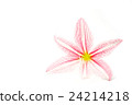pink lilly flower on white isolate background 24214218