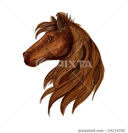Brown horse head sketch portrait 24214700