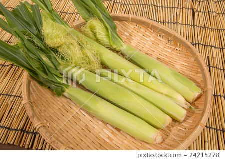 年輕的玉米 24215278