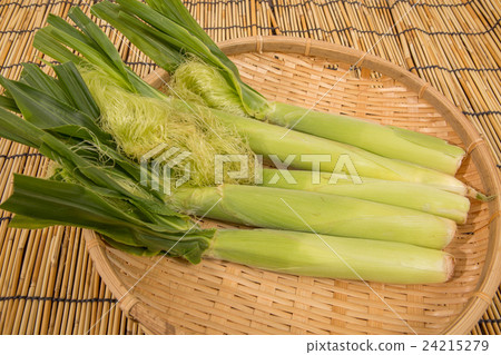 年輕的玉米 24215279