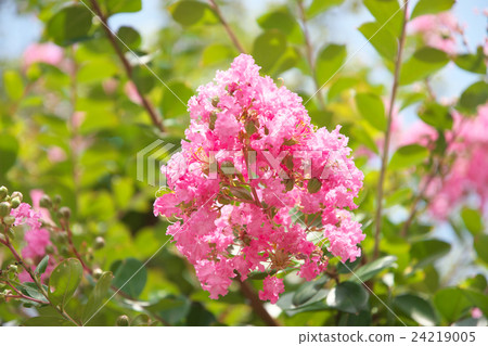 Culverberry花（八月） 24219005