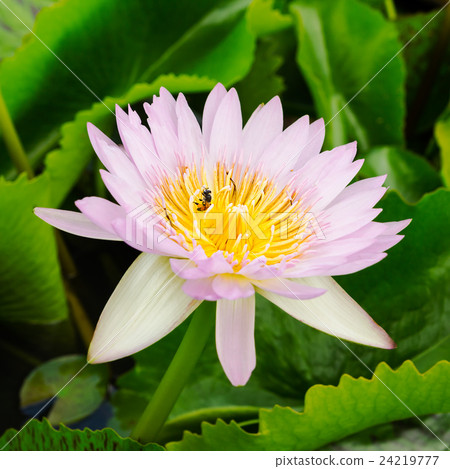 purple water lilly purple water lilly 24219777