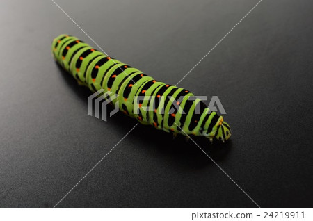 Black beaked larva background Black beaked larva background 24219911