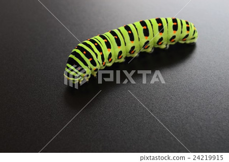 Black beaked larva background Black beaked larva background 24219915
