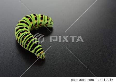 Black beaked larva background 24219916