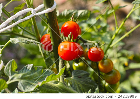 Vegetable Tomato Mini Tomato Petit Tomato 24219999