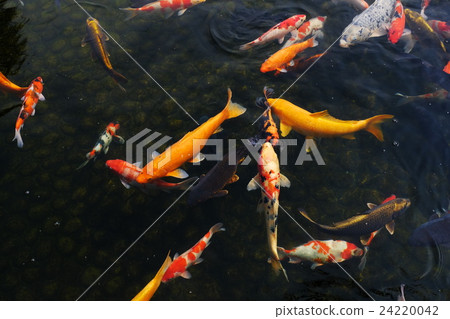 鯉魚 24220042