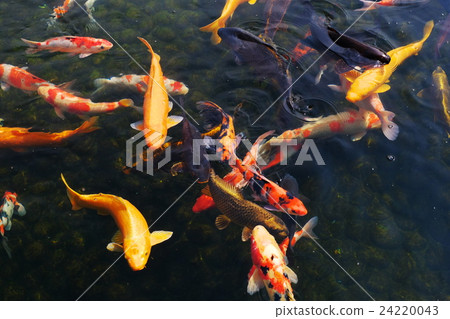 鯉魚 鯉魚 24220043